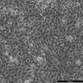 B16-F10 cell