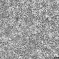 B16 cell