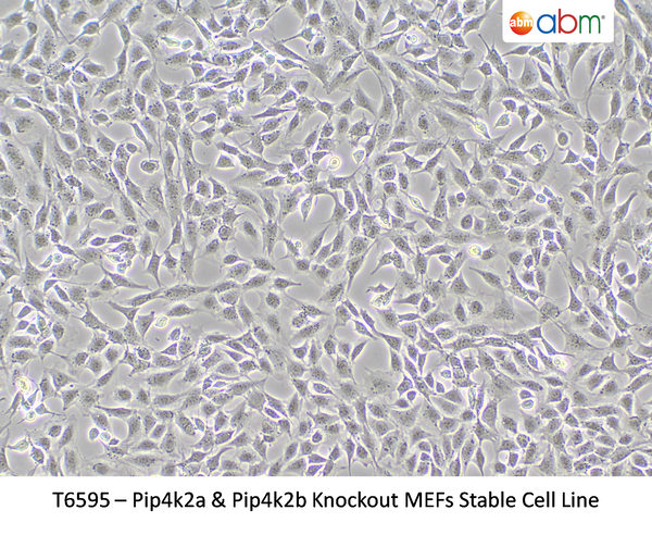 Pip4k2a & Pip4k2b Knockout MEFs Stable Cell Line | Applied Biological Materials (abm)