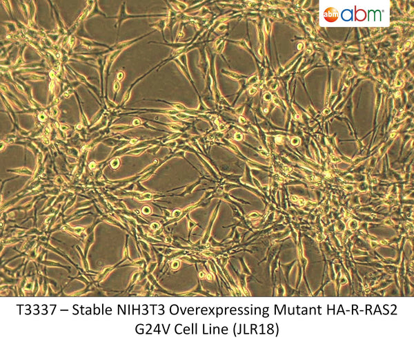 Stable NIH3T3 Overexpressing Mutant HA-R-RAS2 G24V Cell Line (JLR18) | Applied Biological Materials (abm)