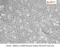 BRCA1 L1780P Mutant Stable HCC1937 Cell Line | Applied Biological Materials (abm)