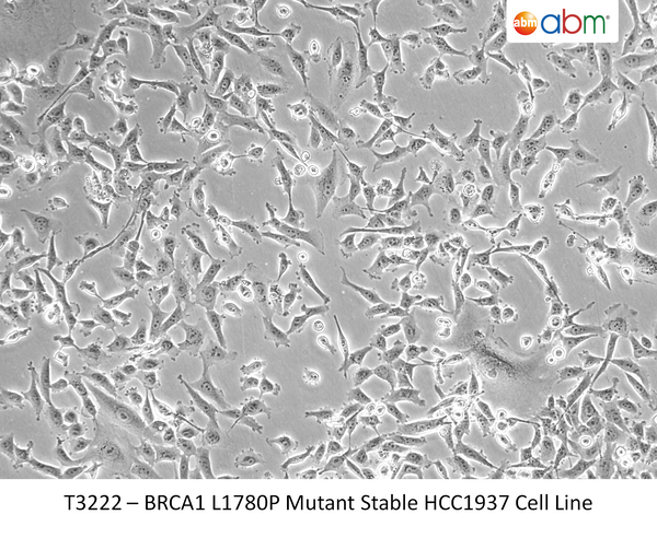BRCA1 L1780P Mutant Stable HCC1937 Cell Line | Applied Biological Materials (abm)