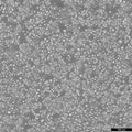 Ba/F3 cell
