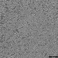 BALL-1 cell