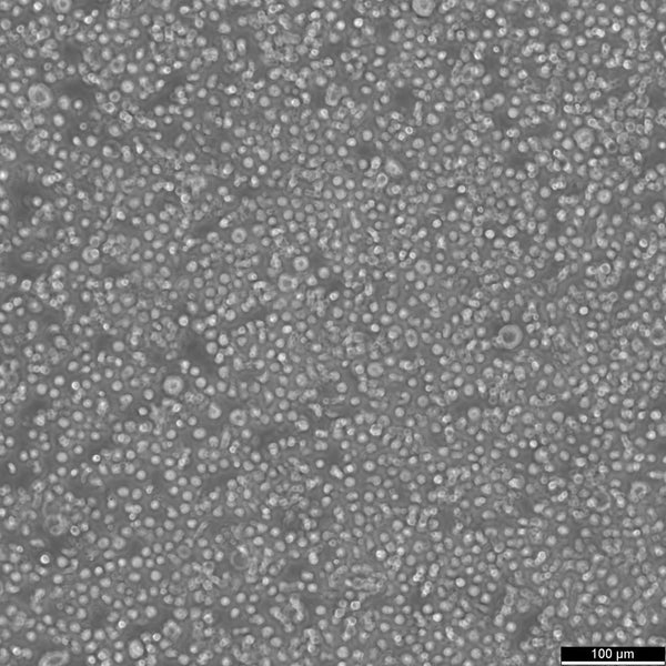 BALL-1 cell