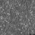 BHK-21 clone 13 cell