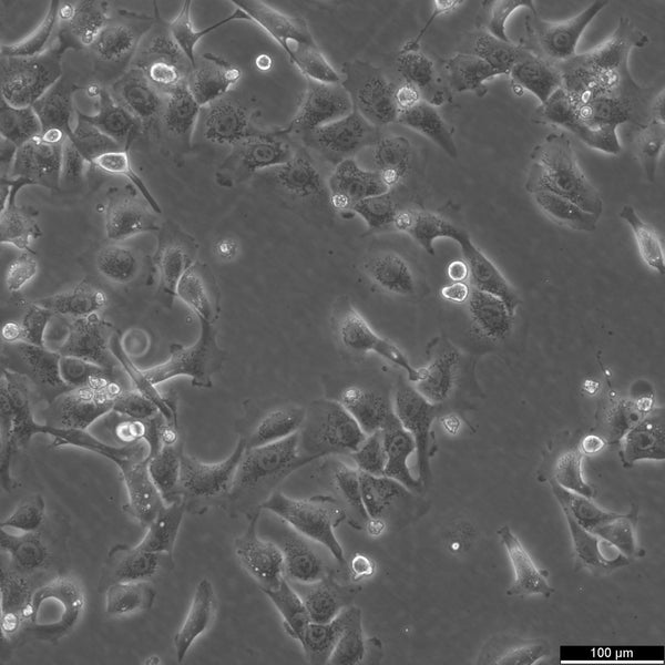 BHT101 cell