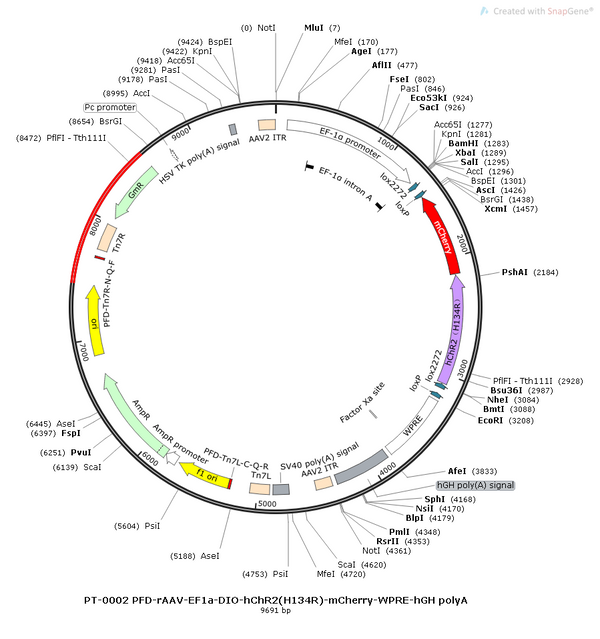 AAV-EF1α-DIO-hChR2(H134R)-mCherry AAV Vector – Optogenetic actuator (opsin) – Cre-dependent – EF1α promoter – mCherry reporter – for Optogenetics – BHV12400002
