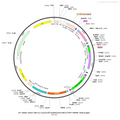 AAV-nEF1a-Con/Foff-hChR2(H134R)-EYFP AAV Vector – Optogenetic actuator (opsin) – Intersectional (Cre & Flp) – nEF1a promoter – EYFP reporter – for Optogenetics – BHV12400003