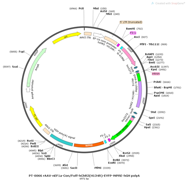 AAV-nEF1a-Con/Foff-hChR2(H134R)-EYFP AAV Vector – Optogenetic actuator (opsin) – Intersectional (Cre & Flp) – nEF1a promoter – EYFP reporter – for Optogenetics – BHV12400003
