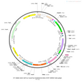 AAV-nEF1a-Con/Fon-hChR2(H134R)-EYFP AAV Vector – Optogenetic actuator (opsin) – Intersectional (Cre & Flp) – nEF1a promoter – EYFP reporter – for Optogenetics – BHV12400004