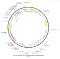 AAV-EF1α-ChR2-EYFP AAV Vector – Optogenetic actuator (opsin) – Constitutive – EF1α promoter – EYFP reporter – for Optogenetics – BHV12400006