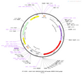 AAV-CAG-hChR2(H134R)-tdTomato AAV Vector – Optogenetic actuator (opsin) – Constitutive – CAG promoter – tdTomato reporter – for Optogenetics – BHV12400007