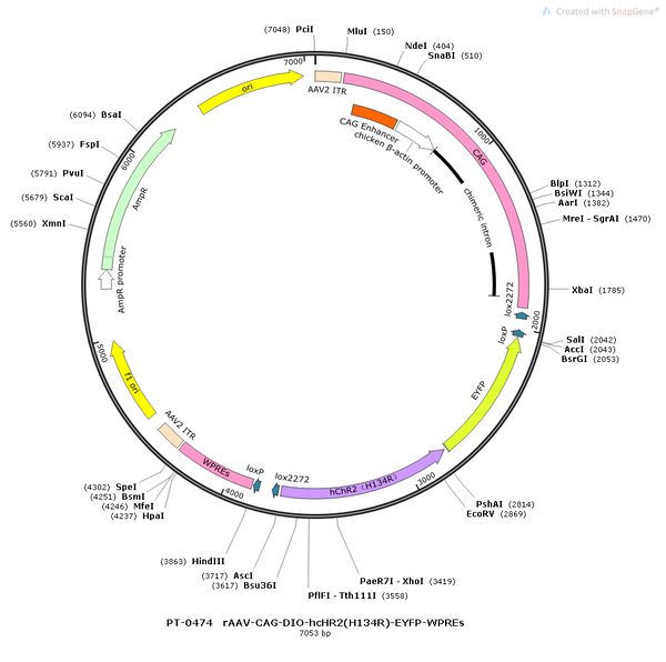 AAV-CAG-DIO-hChR2(H134R)-EYFP AAV Vector – Optogenetic actuator (opsin) – Cre-dependent – CAG promoter – EYFP reporter – for Optogenetics – BHV12400008