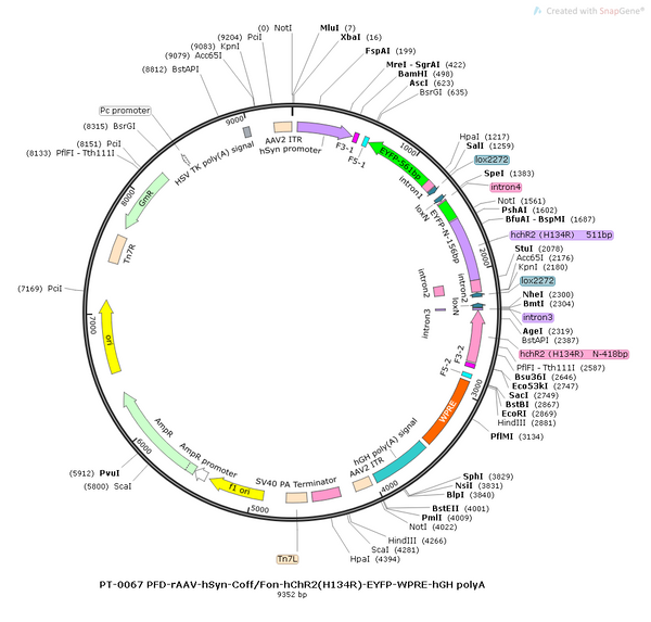 AAV-hSyn-Coff/Fon-hChR2(H134R)-EYFP AAV Vector – Optogenetic actuator (opsin) – Intersectional (Cre & Flp) – hSyn promoter – EYFP reporter – for Optogenetics – BHV12400009