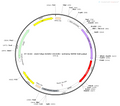 AAV-hSyn-hChR2(H134R)-mCherry AAV Vector – Optogenetic actuator (opsin) – Constitutive – hSyn promoter – mCherry reporter – for Optogenetics – BHV12400010