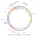 AAV-CaMKIIa-hChR2(H134R)-EYFP AAV Vector – Optogenetic actuator (opsin) – Constitutive – CaMKIIa promoter – EYFP reporter – for Optogenetics – BHV12400012