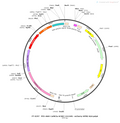 AAV-CaMKIIa-hChR2(H134R)-mCherry AAV Vector – Optogenetic actuator (opsin) – Constitutive – CaMKIIa promoter – mCherry reporter – for Optogenetics – BHV12400013