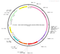 AAV-GFAP-hChR2(H134R)-mCherry AAV Vector – Optogenetic actuator (opsin) – Constitutive – GFAP promoter – mCherry reporter – for Optogenetics – BHV12400014