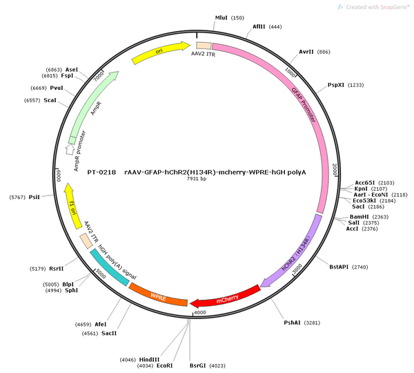 AAV-GFAP-hChR2(H134R)-mCherry AAV Vector – Optogenetic actuator (opsin) – Constitutive – GFAP promoter – mCherry reporter – for Optogenetics – BHV12400014