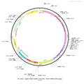 AAV-GFAP-hChR2(H134R)-EYFP AAV Vector – Optogenetic actuator (opsin) – Constitutive – GFAP promoter – EYFP reporter – for Optogenetics – BHV12400015