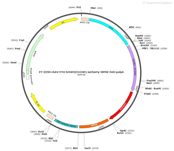 AAV-PTH-hChR2(H134R)-mCherry AAV Vector – Optogenetic actuator (opsin) – Constitutive – PTH promoter – mCherry reporter – for Optogenetics – BHV12400018