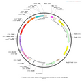 AAV-mDLX-hChR2(H134R)-mCherry AAV Vector – Optogenetic actuator (opsin) – Constitutive – mDLX promoter – mCherry reporter – for Optogenetics – BHV12400019
