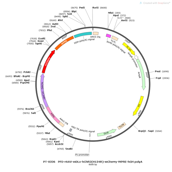 AAV-mDLX-hChR2(H134R)-mCherry AAV Vector – Optogenetic actuator (opsin) – Constitutive – mDLX promoter – mCherry reporter – for Optogenetics – BHV12400019