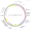 AAV-TRPV1-hChR2(H134R)-EYFP AAV Vector – Optogenetic actuator (opsin) – Constitutive – TRPV1 promoter – EYFP reporter – for Optogenetics – BHV12400020