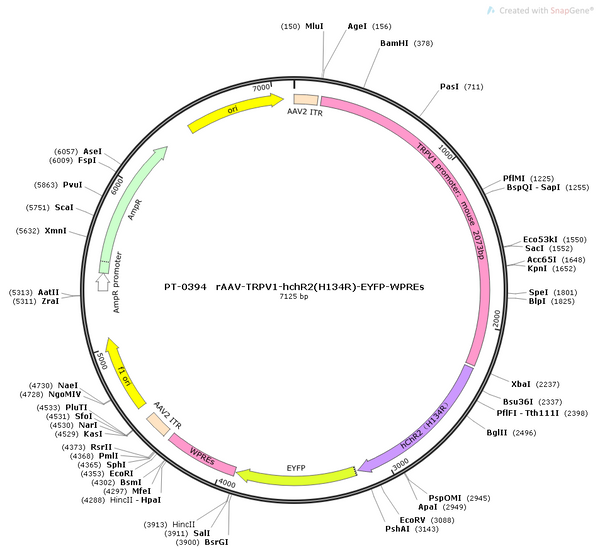 AAV-TRPV1-hChR2(H134R)-EYFP AAV Vector – Optogenetic actuator (opsin) – Constitutive – TRPV1 promoter – EYFP reporter – for Optogenetics – BHV12400020