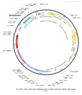 AAV-D2-hChR2(E123T/T159C)-mCherry AAV Vector – Optogenetic actuator (opsin) – Constitutive – D2 promoter – mCherry reporter – for Optogenetics – BHV12400021