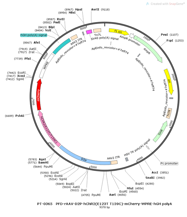 AAV-D2-hChR2(E123T/T159C)-mCherry AAV Vector – Optogenetic actuator (opsin) – Constitutive – D2 promoter – mCherry reporter – for Optogenetics – BHV12400021