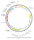 AAV-L7-hChR2(E123T/T159C)-mCherry AAV Vector – Optogenetic actuator (opsin) – Constitutive – L7 promoter – mCherry reporter – for Optogenetics – BHV12400023