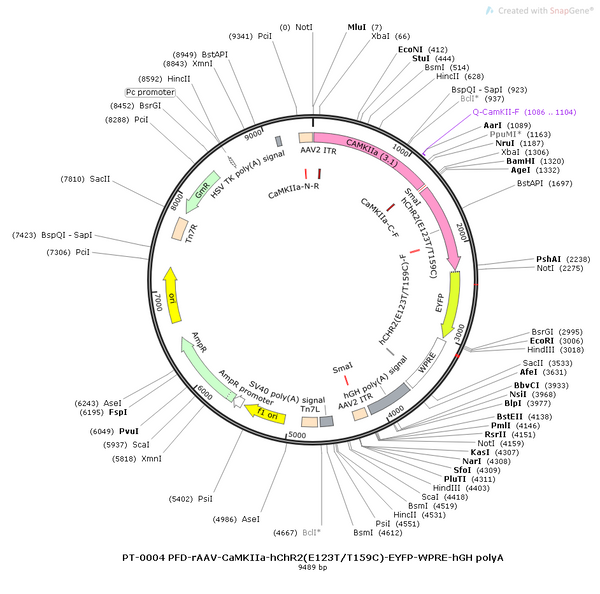 AAV-CaMKIIa-hChR2(E123T/T159C)-EYFP AAV Vector – Optogenetic actuator (opsin) – Constitutive – CaMKIIa promoter – EYFP reporter – for Optogenetics – BHV12400024