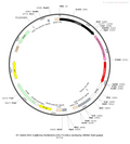 AAV-CaMKIIa-hChR2(E123T/T159C)-mCherry AAV Vector – Optogenetic actuator (opsin) – Constitutive – CaMKIIa promoter – mCherry reporter – for Optogenetics – BHV12400025