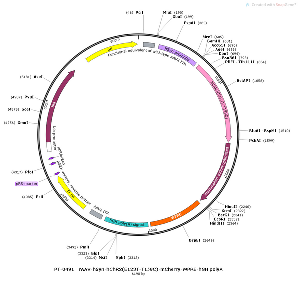 AAV-hSyn-hChR2(E123T/T159C)-mCherry AAV Vector – Optogenetic actuator (opsin) – Constitutive – hSyn promoter – mCherry reporter – for Optogenetics – BHV12400027