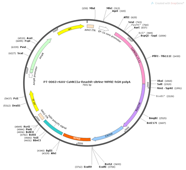 AAV-CaMKIIa-ReaChR AAV Vector – Optogenetic actuator (opsin) – Constitutive – CaMKIIa promoter – for Optogenetics – BHV12400028