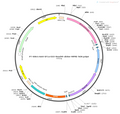 AAV-EF1α-DIO-ReaChR AAV Vector – Optogenetic actuator (opsin) – Cre-dependent – EF1α promoter – for Optogenetics – BHV12400029