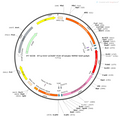 AAV-EF1α-DIO-oChIEF(E163A/T199C)-tdTomato AAV Vector – Optogenetic actuator (opsin) – Cre-dependent – EF1α promoter – tdTomato reporter – for Optogenetics – BHV12400030