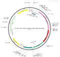 AAV-TRE3G-oChIEF(E163A/T199C)-mCherry AAV Vector – Optogenetic actuator (opsin) – Constitutive – TRE3G promoter – mCherry reporter – for Optogenetics – BHV12400031