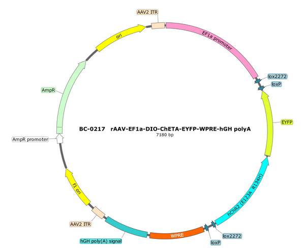 AAV-EF1α-DIO-ChETA-EYFP AAV Vector – Optogenetic actuator (opsin) – Cre-dependent – EF1α promoter – EYFP reporter – for Optogenetics – BHV12400034