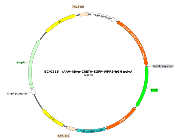 AAV-hSyn-ChETA-EGFP AAV Vector – Optogenetic actuator (opsin) – Constitutive – hSyn promoter – EGFP reporter – for Optogenetics – BHV12400035