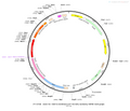 AAV-D1-ChETA-mCherry AAV Vector – Optogenetic actuator (opsin) – Constitutive – D1 promoter – mCherry reporter – for Optogenetics – BHV12400036