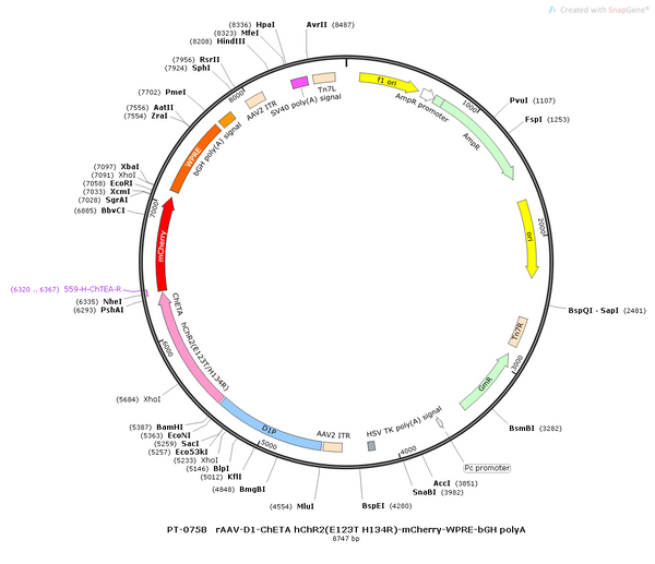 AAV-D1-ChETA-mCherry AAV Vector – Optogenetic actuator (opsin) – Constitutive – D1 promoter – mCherry reporter – for Optogenetics – BHV12400036
