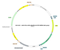 AAV-EF1α-DIO-eNpHR3.0-EYFP AAV Vector – Optogenetic actuator (opsin) – Cre-dependent – EF1α promoter – EYFP reporter – for Optogenetics – BHV12400042