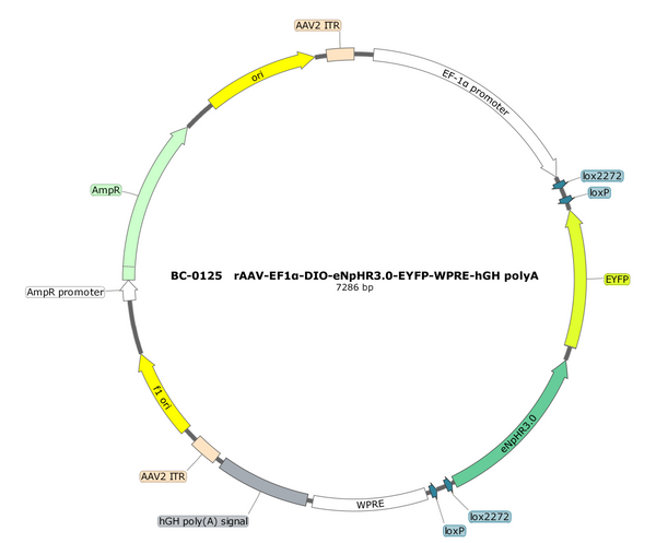 AAV-EF1α-DIO-eNpHR3.0-EYFP AAV Vector – Optogenetic actuator (opsin) – Cre-dependent – EF1α promoter – EYFP reporter – for Optogenetics – BHV12400042