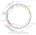 AAV-EF1α-DIO-eNpHR3.0-mCherry AAV Vector – Optogenetic actuator (opsin) – Cre-dependent – EF1α promoter – mCherry reporter – for Optogenetics – BHV12400043