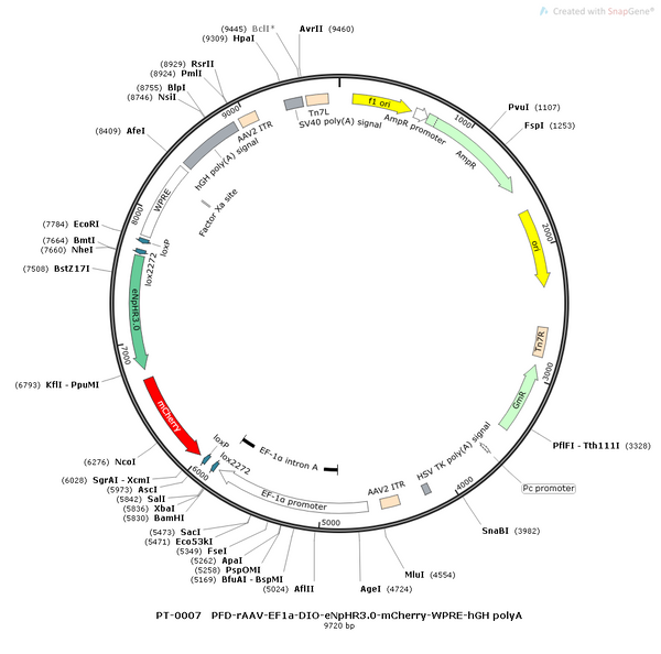 AAV-EF1α-DIO-eNpHR3.0-mCherry AAV Vector – Optogenetic actuator (opsin) – Cre-dependent – EF1α promoter – mCherry reporter – for Optogenetics – BHV12400043