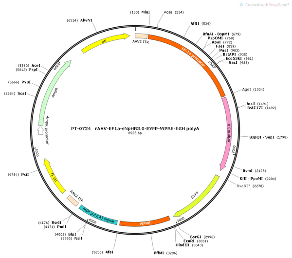 AAV-EF1α-eNpHR3.0-EYFP AAV Vector – Optogenetic actuator (opsin) – Constitutive – EF1α promoter – EYFP reporter – for Optogenetics – BHV12400044