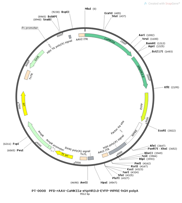 AAV-CaMKIIa-eNpHR3.0-EYFP AAV Vector – Optogenetic actuator (opsin) – Constitutive – CaMKIIa promoter – EYFP reporter – for Optogenetics – BHV12400047